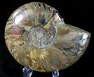 Flashy Red Iridescent Ammonite Fossil - Wide #21640-2